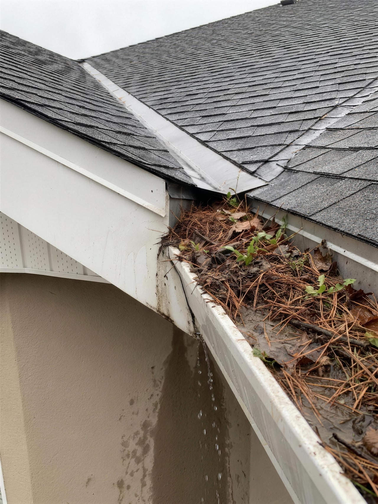 A gutter packed solid with pine needles and weeds, rainwater spilling over the lip and staining the wall below