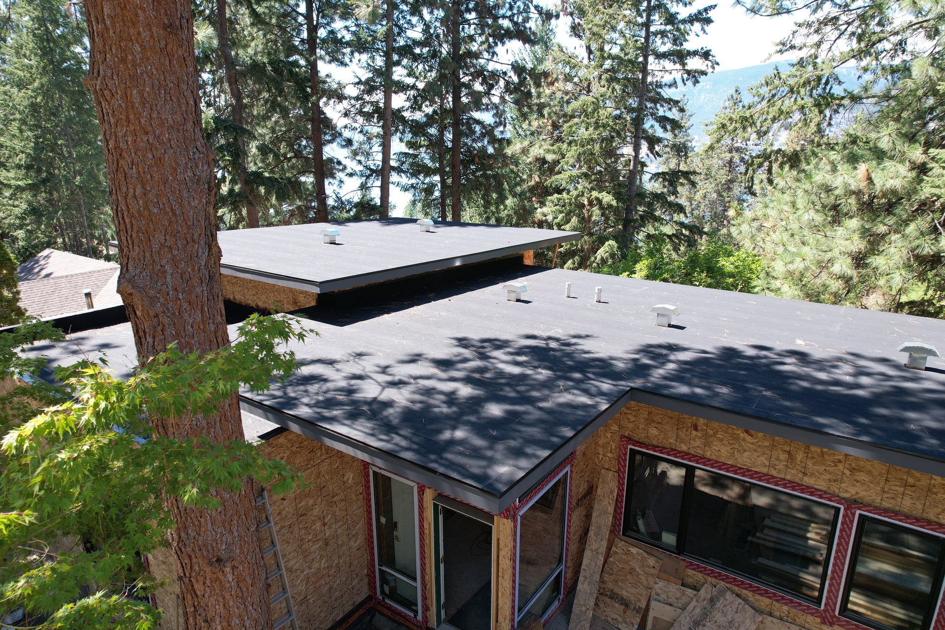 A new house among pines with its flat roofs finished in black torch-on and its walls still in sheathing